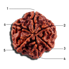 Load image into Gallery viewer, 6 Mukhi Rudraksha from Nepal - Bead No 494
