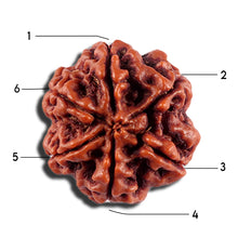 Load image into Gallery viewer, 6 Mukhi Rudraksha from Nepal - Bead No 495
