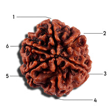 Load image into Gallery viewer, 6 Mukhi Rudraksha from Nepal - Bead No 496
