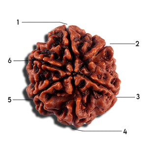 6 Mukhi Rudraksha from Nepal - Bead No 496