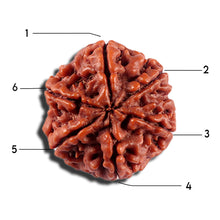 Load image into Gallery viewer, 6 Mukhi Rudraksha from Nepal - Bead No 497
