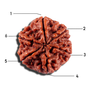 6 Mukhi Rudraksha from Nepal - Bead No 497