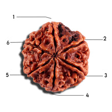 Load image into Gallery viewer, 6 Mukhi Rudraksha from Nepal - Bead No 498
