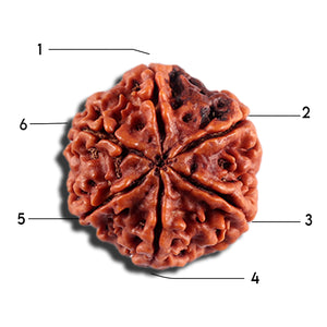 6 Mukhi Rudraksha from Nepal - Bead No 498