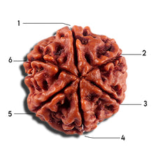 Load image into Gallery viewer, 6 Mukhi Rudraksha from Nepal - Bead No 499
