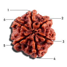 Load image into Gallery viewer, 6 Mukhi Rudraksha from Nepal - Bead No 500
