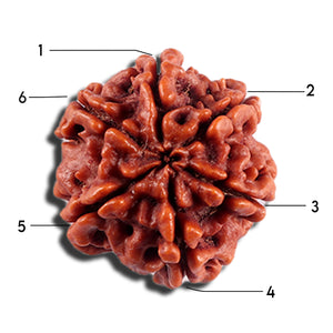 6 Mukhi Rudraksha from Nepal - Bead No 500