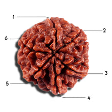 Load image into Gallery viewer, 6 Mukhi Rudraksha from Nepal - Bead No 501
