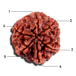 6 Mukhi Rudraksha from Nepal - Bead No 501