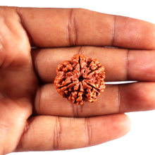 Load image into Gallery viewer, 6 Mukhi Rudraksha from Nepal - Bead No 487
