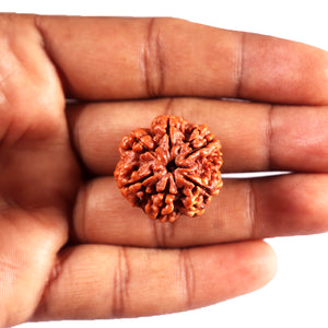 6 Mukhi Rudraksha from Nepal - Bead No 487