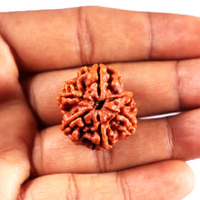 Load image into Gallery viewer, 6 Mukhi Rudraksha from Nepal - Bead No 488
