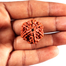 Load image into Gallery viewer, 6 Mukhi Rudraksha from Nepal - Bead No 489
