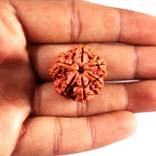 Load image into Gallery viewer, 6 Mukhi Rudraksha from Nepal - Bead No 490
