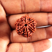 Load image into Gallery viewer, 6 Mukhi Rudraksha from Nepal - Bead No 491
