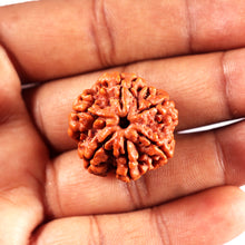 Load image into Gallery viewer, 6 Mukhi Rudraksha from Nepal - Bead No 492
