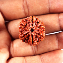 Load image into Gallery viewer, 6 Mukhi Rudraksha from Nepal - Bead No 493
