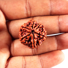 Load image into Gallery viewer, 6 Mukhi Rudraksha from Nepal - Bead No 494
