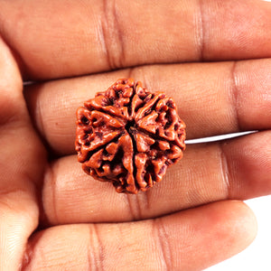 6 Mukhi Rudraksha from Nepal - Bead No 494