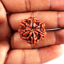 Load image into Gallery viewer, 6 Mukhi Rudraksha from Nepal - Bead No 495
