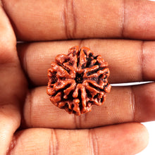 Load image into Gallery viewer, 6 Mukhi Rudraksha from Nepal - Bead No 496
