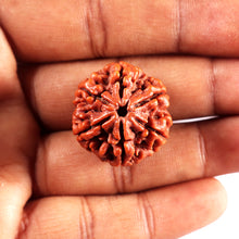 Load image into Gallery viewer, 6 Mukhi Rudraksha from Nepal - Bead No 497
