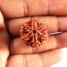 Load image into Gallery viewer, 6 Mukhi Rudraksha from Nepal - Bead No 498
