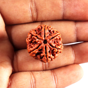 6 Mukhi Rudraksha from Nepal - Bead No 498