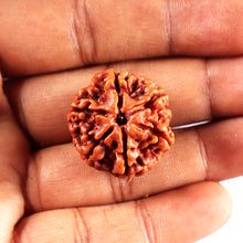 Load image into Gallery viewer, 6 Mukhi Rudraksha from Nepal - Bead No 499
