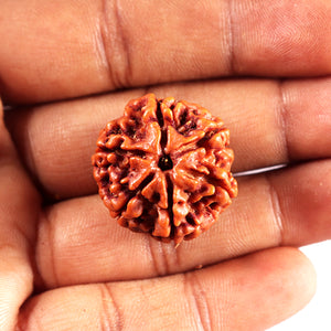 6 Mukhi Rudraksha from Nepal - Bead No 499