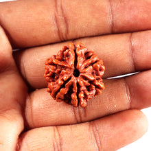 Load image into Gallery viewer, 6 Mukhi Rudraksha from Nepal - Bead No 500
