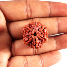 Load image into Gallery viewer, 6 Mukhi Rudraksha from Nepal - Bead No 501
