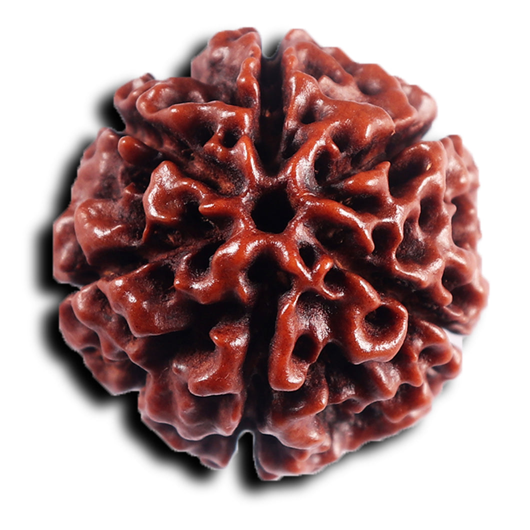 6 Mukhi Hybrid Rudraksha - Bead No. 69