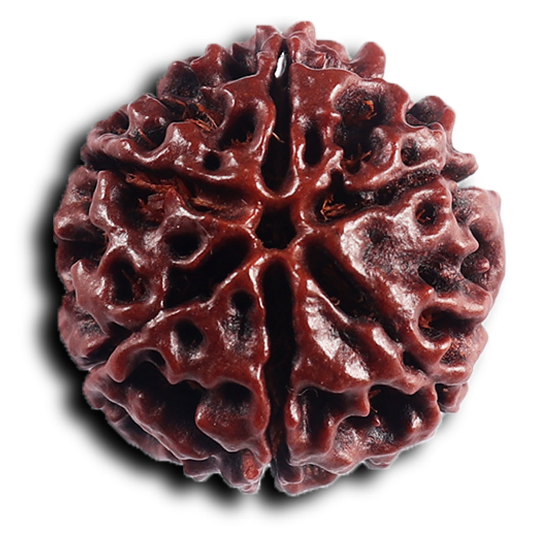 6 Mukhi Hybrid Rudraksha - Bead No. 70