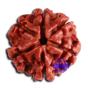 6 Mukhi Rudraksha from Nepal - Bead No. 476