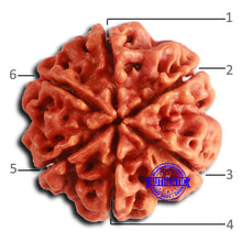 Load image into Gallery viewer, 6 Mukhi Rudraksha from Nepal - Bead No. 477
