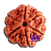 Load image into Gallery viewer, 6 Mukhi Rudraksha from Nepal - Bead No. 477
