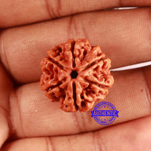 Load image into Gallery viewer, 6 Mukhi Rudraksha from Nepal - Bead No. 477
