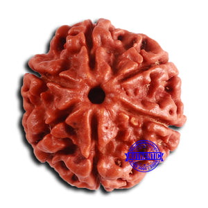 6 Mukhi Rudraksha from Nepal - Bead No. 478