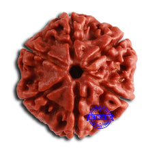 Load image into Gallery viewer, 6 Mukhi Rudraksha from Nepal - Bead No. 445
