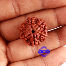 Load image into Gallery viewer, 6 Mukhi Rudraksha from Nepal - Bead No. 445
