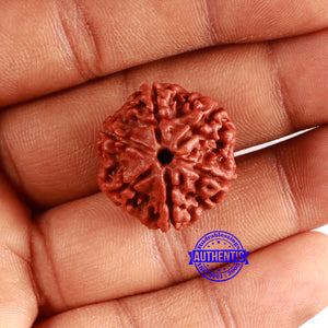 6 Mukhi Rudraksha from Nepal - Bead No. 445