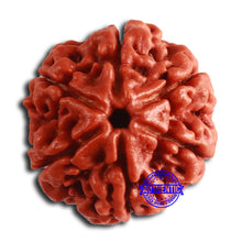 Load image into Gallery viewer, 6 Mukhi Rudraksha from Nepal - Bead No. 456
