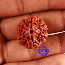 Load image into Gallery viewer, 6 Mukhi Rudraksha from Nepal - Bead No. 456
