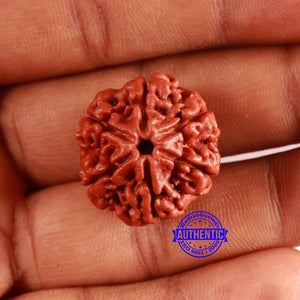 6 Mukhi Rudraksha from Nepal - Bead No. 456