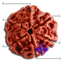 Load image into Gallery viewer, 6 Mukhi Rudraksha from Nepal - Bead No. 459
