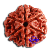 Load image into Gallery viewer, 6 Mukhi Rudraksha from Nepal - Bead No. 459
