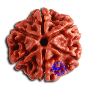 6 Mukhi Rudraksha from Nepal - Bead No. 459