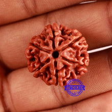 Load image into Gallery viewer, 6 Mukhi Rudraksha from Nepal - Bead No. 459
