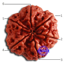 Load image into Gallery viewer, 6 Mukhi Rudraksha from Nepal - Bead No. 461
